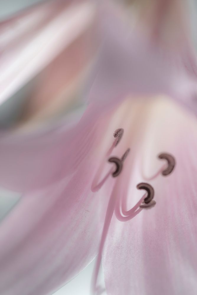 Washington-Seabeck Pale pink lily close-up  art print by Jaynes Gallery for $57.95 CAD